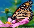 Monarch Butterfly